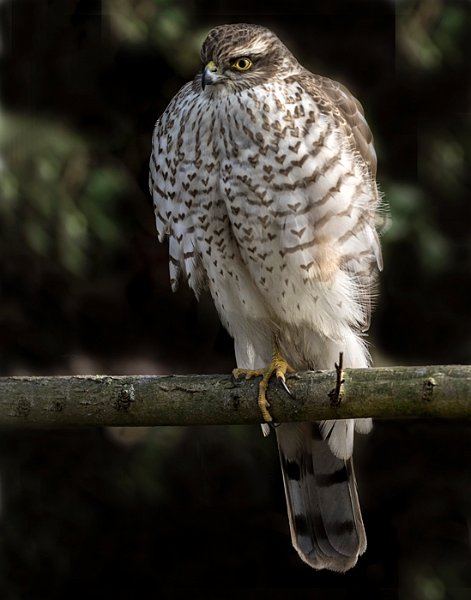 204 de sperwer L.jpg - OLYMPUS DIGITAL CAMERA